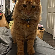 Cash joined the competition — help win amazing prizes! cat, ginger_cat, tabby, pet, indoor, bedroom, bed, collar, bell, whiskers, front_paws, fur, orange_fur, portrait, close_up, basket, closet, door, furniture, shadow