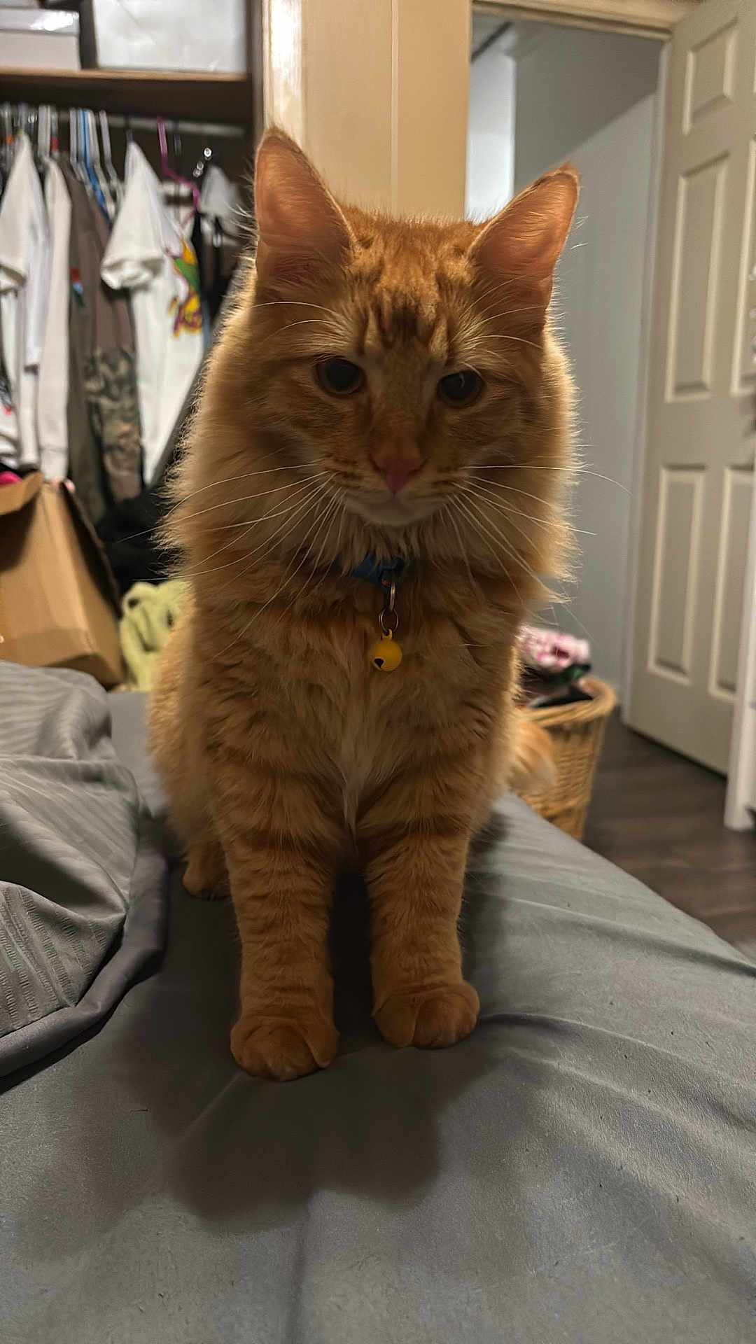 Cash joined the competition — help win amazing prizes! cat, ginger_cat, tabby, pet, indoor, bedroom, bed, collar, bell, whiskers, front_paws, fur, orange_fur, portrait, close_up, basket, closet, door, furniture, shadow