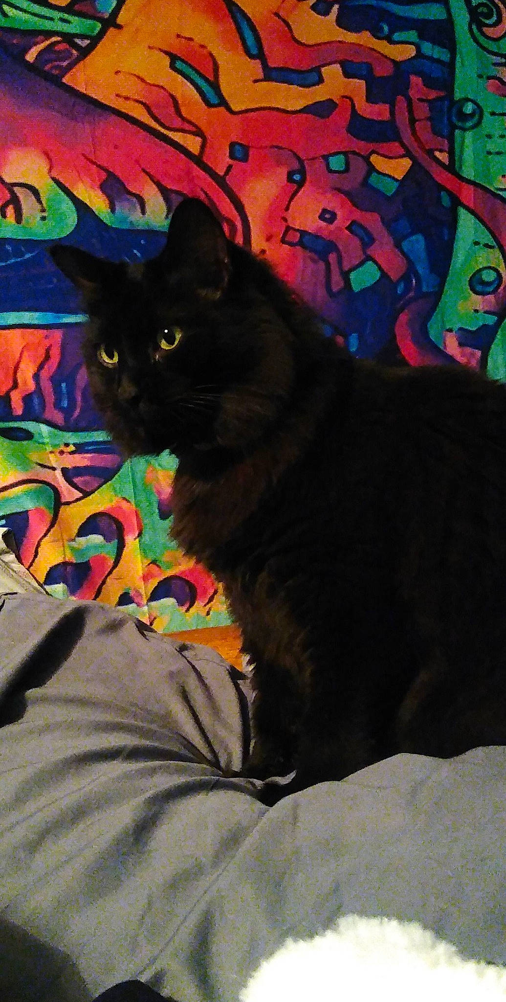 Shylo joined the competition — help win amazing prizes! art, black_cat, bombay, carnivore, cat, comfort, domestic_short_haired_cat, felidae, fur, grey, magenta, pattern, sitting, small_to_medium_sized_cats, snout, tail, terrestrial_animal, tints_and_shades, visual_arts, whiskers