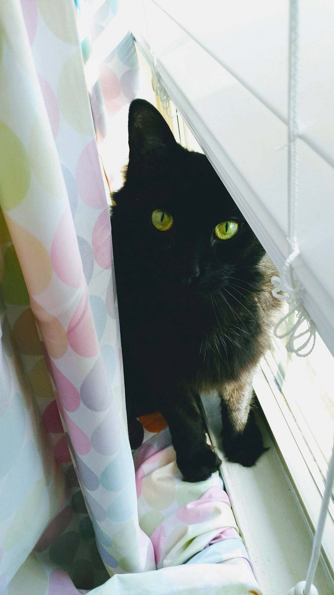 Shylo is registered to the contest to win money with this photo: black_cat, carnivore, cat, domestic_short_haired_cat, felidae, flooring, fur, pattern, pet_supply, small_to_medium_sized_cats, stairs, tail, whiskers, window