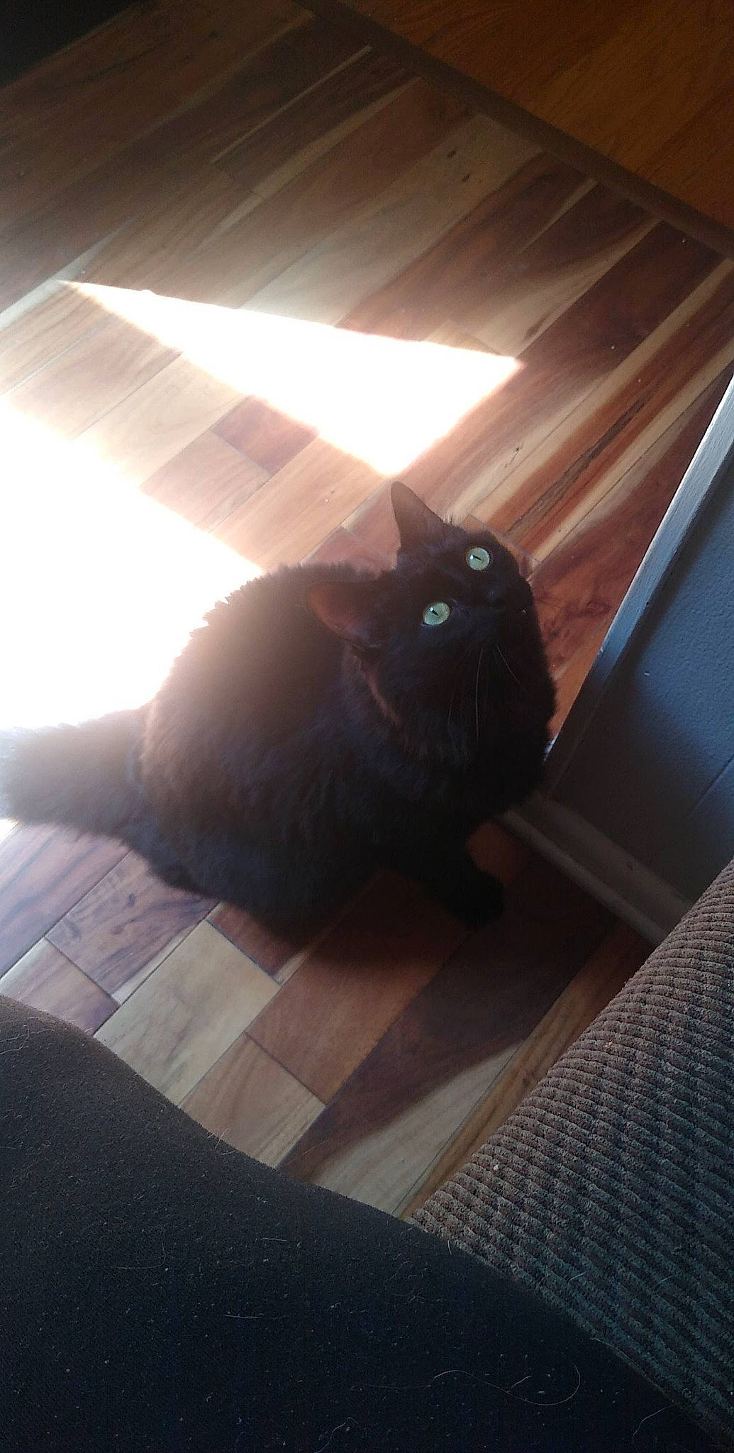 Shylo is registered to the contest to win money with this photo: black_cat, carnivore, cat, comfort, domestic_short_haired_cat, felidae, floor, flooring, fur, grey, hardwood, leg, room, small_to_medium_sized_cats, snout, tail, tints_and_shades, whiskers, window, wood