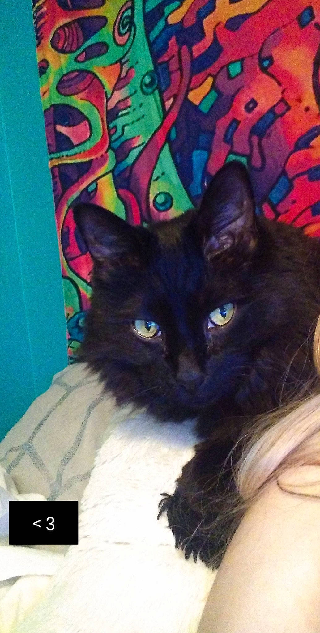 Shylo joined the competition — help win amazing prizes! black_cat, carnivore, cat, claw, domestic_short_haired_cat, electric_blue, felidae, formal_wear, fur, gesture, magenta, pattern, photo_caption, purple, small_to_medium_sized_cats, tail, visual_arts, whiskers