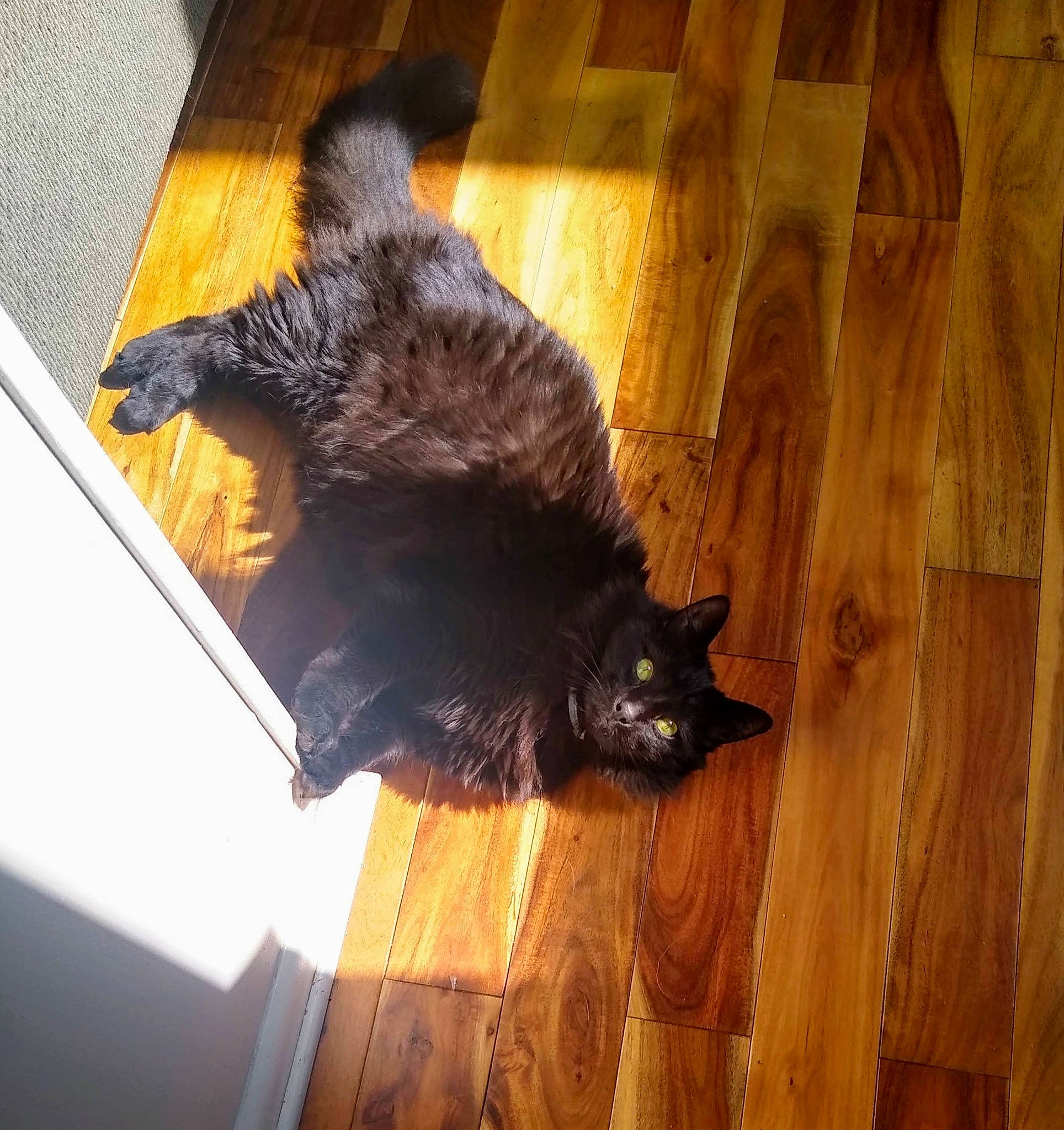 Shylo is registered to the contest to win money with this photo: black_cat, bombay, brown, carnivore, cat, dog_breed, domestic_short_haired_cat, felidae, floor, flooring, hardwood, laminate_flooring, plank, small_to_medium_sized_cats, tail, tints_and_shades, varnish, whiskers, wood, wood_stain