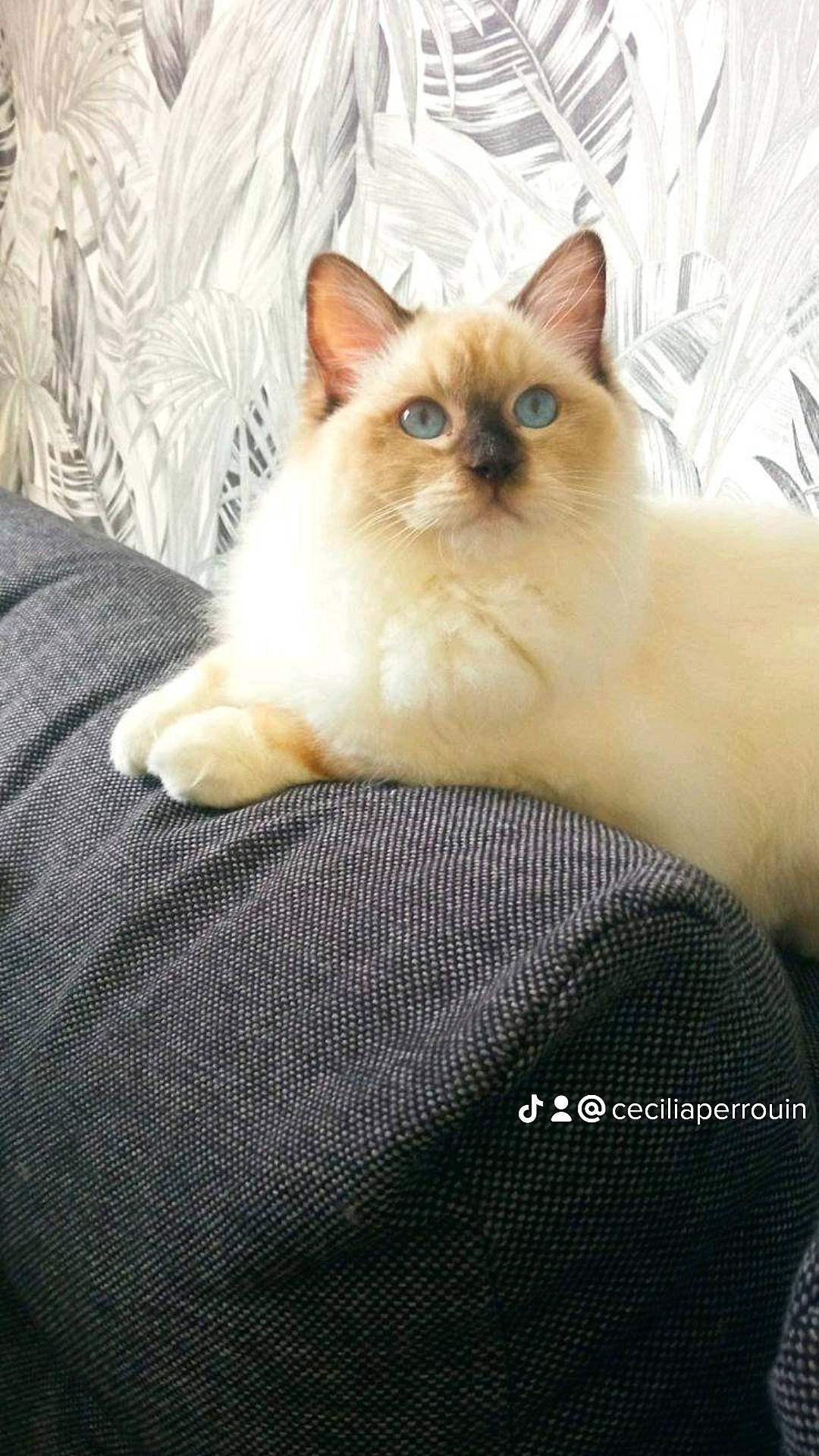 Taly participe au concours pour gagner de l'argent avec cette photo : balinese, birman, carnivore, cat, claw, comfort, fawn, felidae, flooring, fur, paw, ragdoll, siamese, sitting, small_to_medium_sized_cats, terrestrial_animal, thai, whiskers