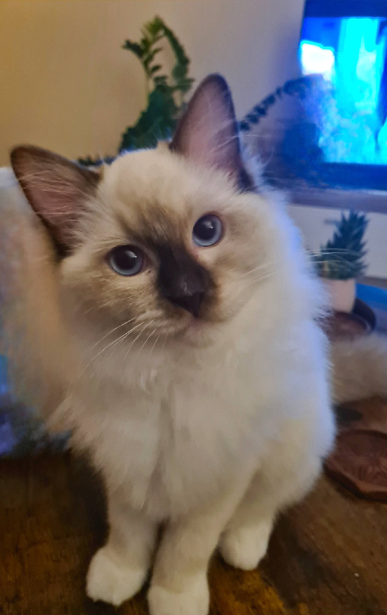 Taly participe au concours pour gagner de l'argent avec cette photo : balinese, birman, carnivore, cat, claw, fawn, felidae, fur, houseplant, musical_instrument, paw, picture_frame, ragdoll, siamese, small_to_medium_sized_cats, snout, tail, thai, whiskers, window