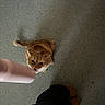 Tiggs is registered to the contest to win money with this photo: cat, orange_tabby, water_bottle, floor, tile_floor, person, shoes, brown_shoes, looking_up, curious, indoor, pet, animal, paw, tail, head, whiskers, mouth_open, human_leg, standing