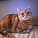 Tiggs