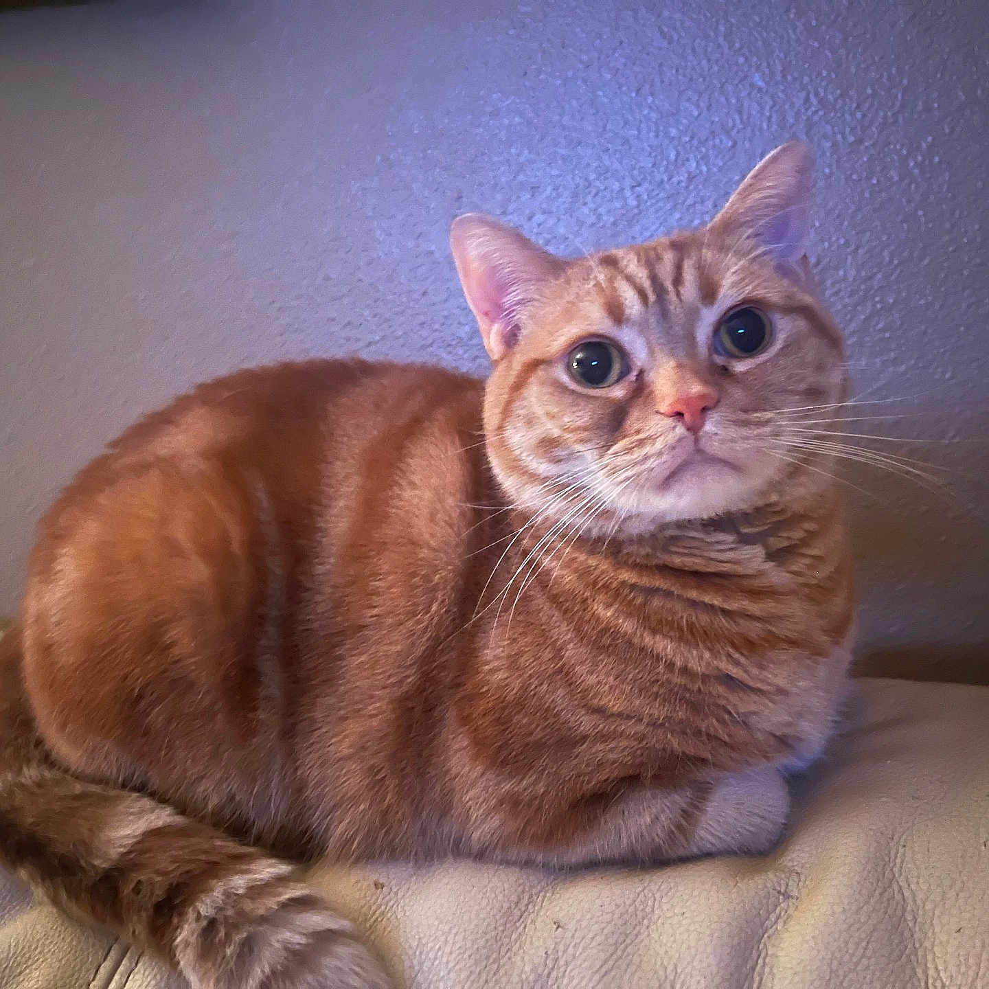 Tiggs is registered to the contest to win money with this photo: cat, orange_tabby, pet, indoor, feline, cute, whiskers, curious, sitting, fur, animal, domestic_cat, relaxed, portrait, closeup, couch, home, furniture, tabby, mammal