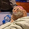 Tiggs is registered to the contest to win money with this photo: cat, orange_tabby, pet, hand, bed, water_bottle, blanket, furniture, dresser, indoor, cozy, whiskers, fur, domestic_animal, relaxed, person_hand, nighttime, television, room, casual