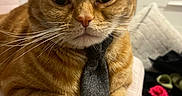 Tiggs is registered to the contest to win money with this photo: cat, orange_tabby, tie, pet, indoor, furniture, chair, closeup, whiskers, domestic_cat, cute, animal, mammal, relaxed, fur, paws, portrait, household, cozy, resting