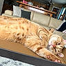 cat, orange_tabby, stretching, cardboard_box, couch, person, living_room, furniture, relaxing, home_interior, pillow, carpet, phone, curtains, wooden_chair, table, cabinet, window, domestic_cat, pet