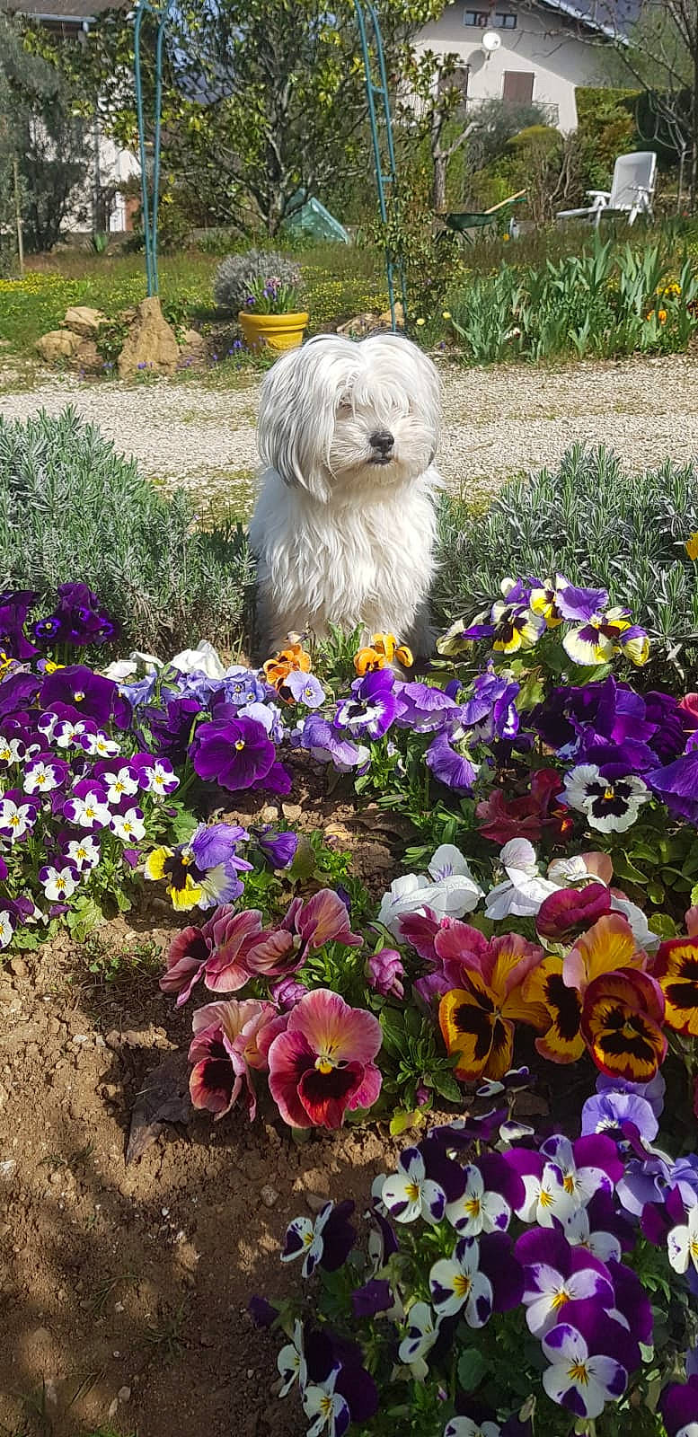 Magic a rejoint le concours — aidez-le/la à gagner de superbes lots ! annual_plant, botany, carnivore, companion_dog, dog, dog_breed, floristry, flower, flower_arranging, flowering_plant, garden, grass, groundcover, petal, plant, purple, shrub, toy_dog, tree, wildflower