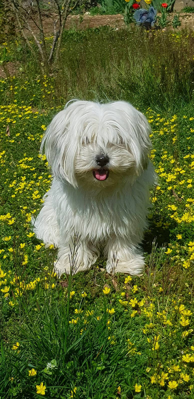 Magic participe au concours pour gagner de l'argent avec cette photo : art, canidae, carnivore, companion_dog, dog, dog_breed, flower, garden, grass, grassland, groundcover, plant, shrub, small_terrier, snout, sporting_group, toy_dog, tree, wildflower, working_animal