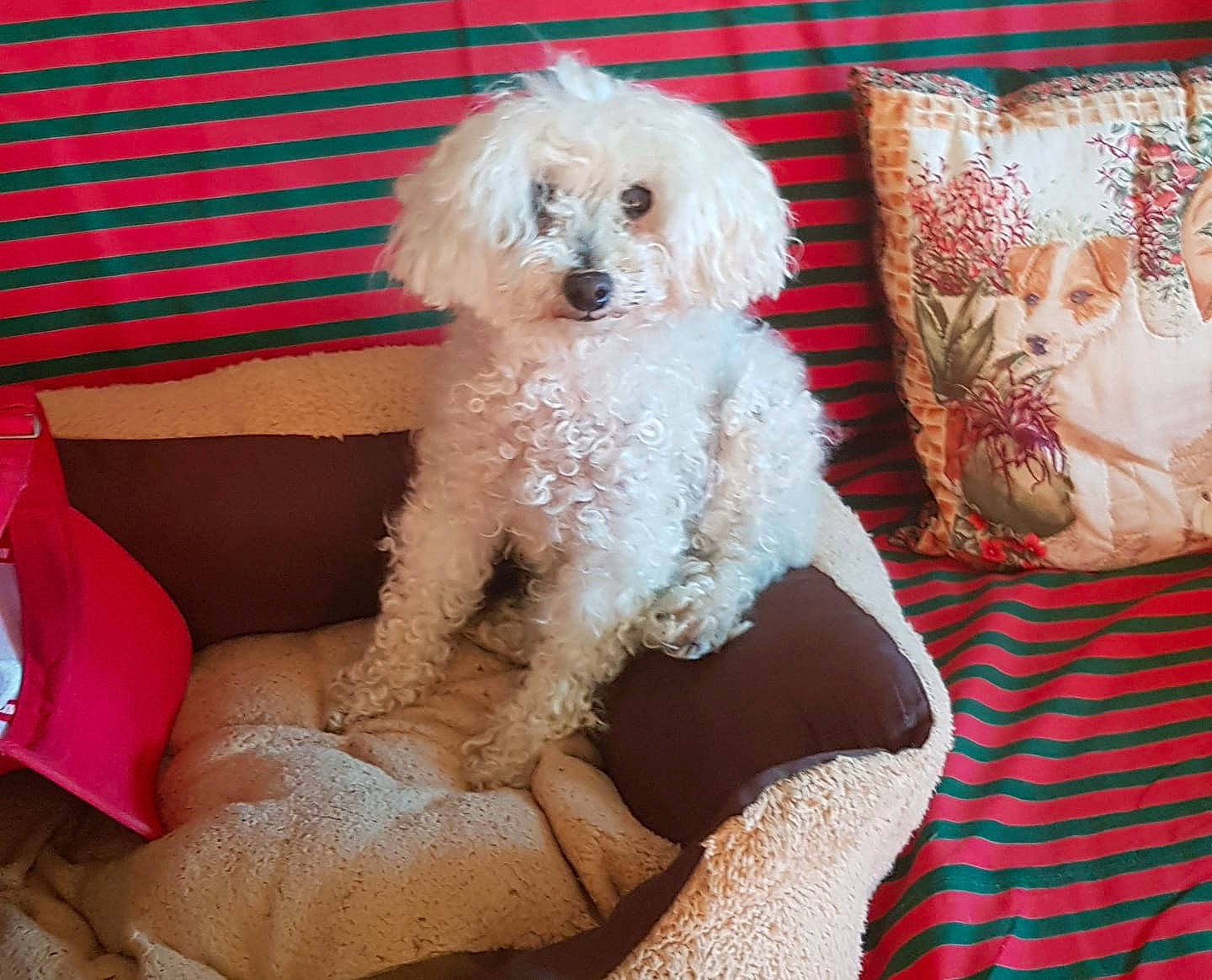 Angie participe au concours pour gagner de l'argent avec cette photo : canidae, carnivore, chair, comfort, companion_dog, dog, dog_breed, fur, furniture, home_accessories, labradoodle, maltepoo, pattern, poodle, shih_poo, small_terrier, sporting_group, terrier, toy_dog, water_dog