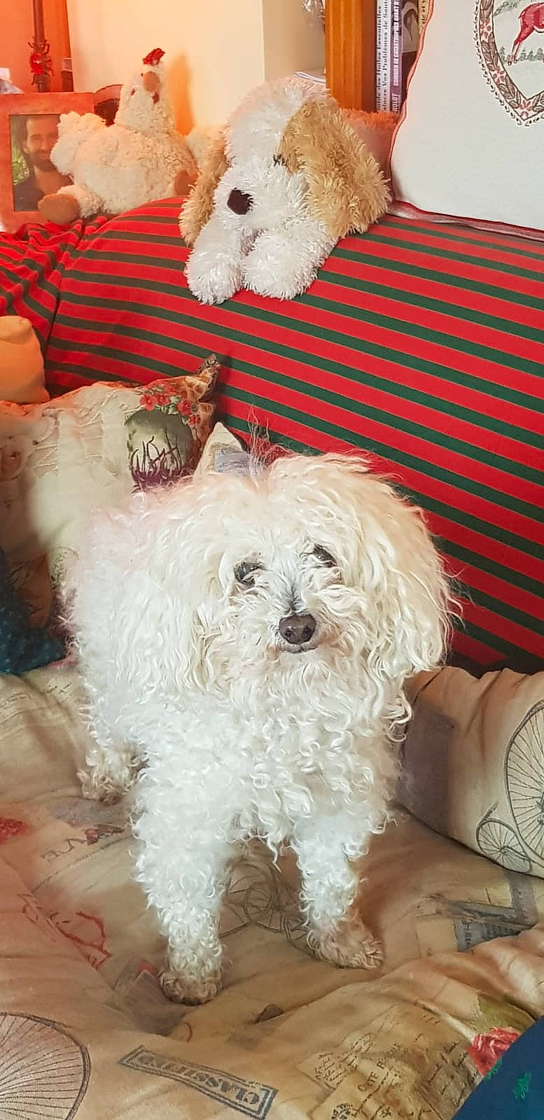 Angie participe au concours pour gagner de l'argent avec cette photo : canidae, carnivore, companion_dog, couch, dog, dog_breed, dog_supply, fur, maltepoo, pet_supply, pillow, small_terrier, sporting_group, stuffed_toy, terrier, toy, toy_dog, water_dog, working_animal, yorkipoo