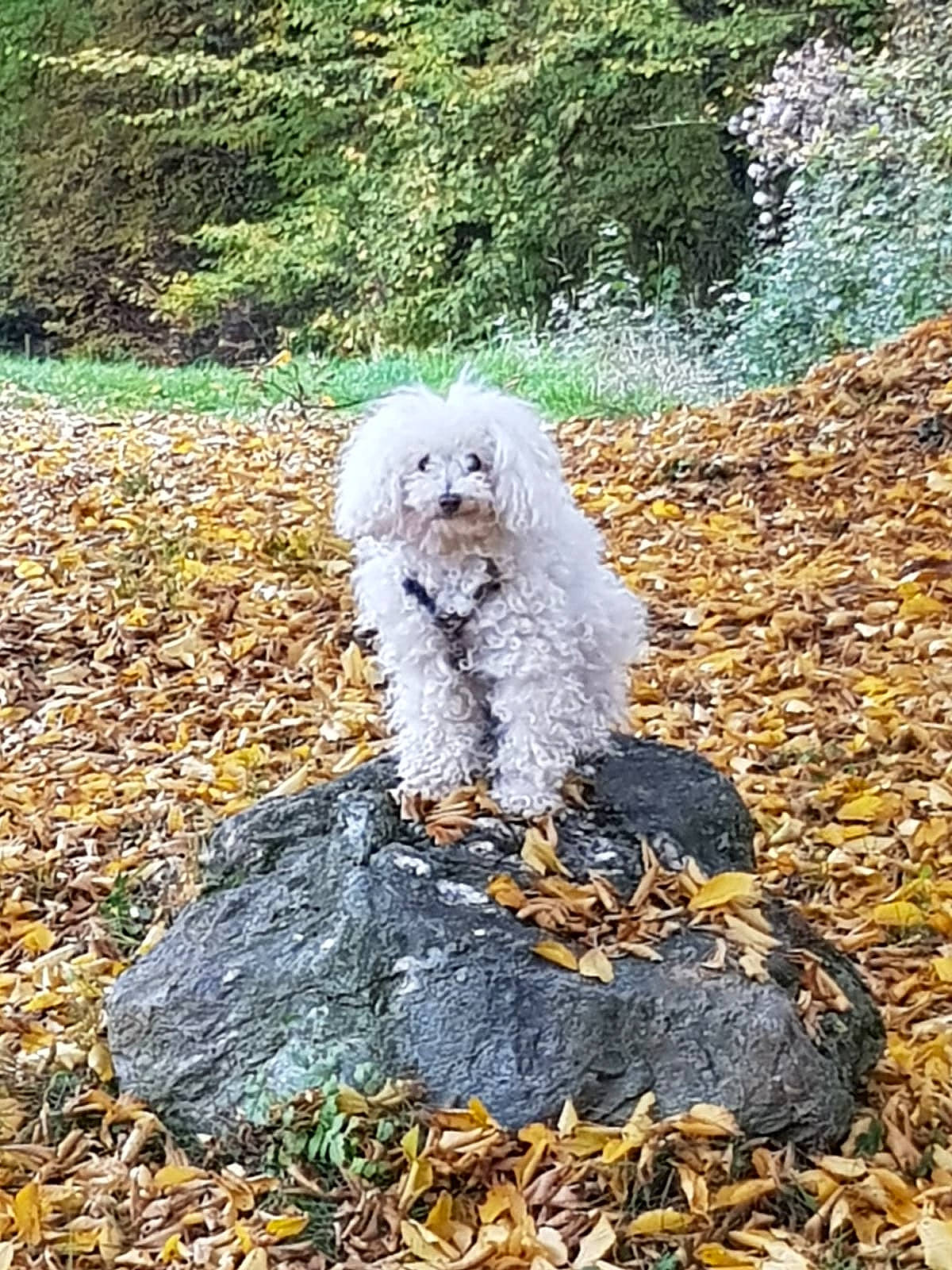 Angie a rejoint le concours — aidez-le/la à gagner de superbes lots ! canidae, carnivore, companion_dog, dog, dog_breed, fur, garden, grass, landscape, leaf, plant, sitting, soil, sporting_group, terrier, toy_dog, tree, trunk, water_dog, wood