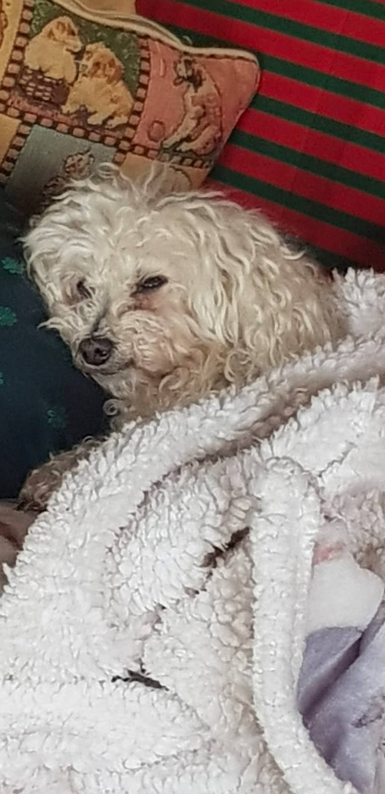 Angie a rejoint le concours — aidez-le/la à gagner de superbes lots ! canidae, carnivore, cockapoo, companion_dog, dog, dog_breed, dog_clothes, fur, goldendoodle, labradoodle, maltepoo, puppy_love, shih_poo, small_terrier, snout, sporting_group, terrier, toy_dog, water_dog, working_animal