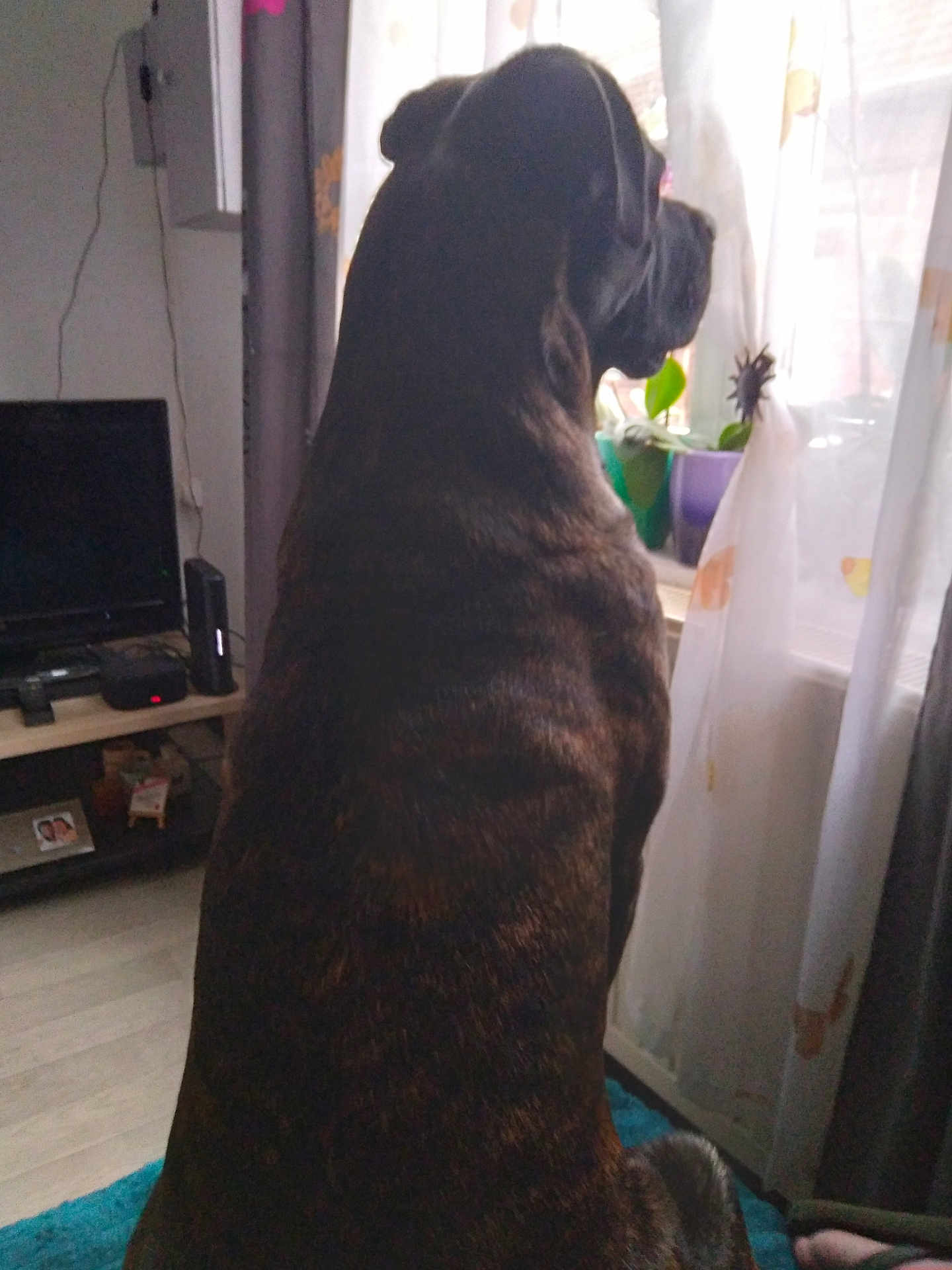 Scar participe au concours pour gagner de l'argent avec cette photo : animal, architecture, boxer, building, bulldog, canine, computerhardware, dog, electronics, furniture, hardware, head, indoors, livingroom, monitor, person, pet, screen, speaker, tv