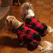 Moe And Miley is registered to the contest to win money with this photo: dog, indoor, fireplace, wood_floor, pajamas, matching_outfits, pet, fur, cozy, warm, sitting, two_animals, small_dog, plaid, red, black, tail, fur_texture, domestic_animal, companion