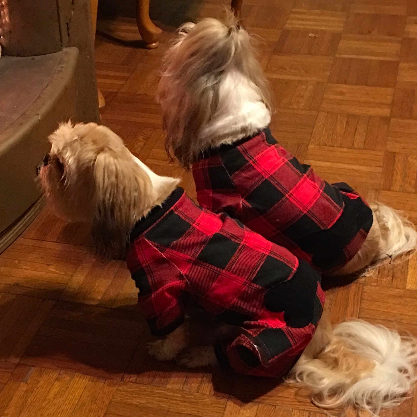 Moe And Miley is registered to the contest to win money with this photo: black, companion, cozy, dog, domestic_animal, fireplace, fur, fur_texture, indoor, matching_outfits, pajamas, pet, plaid, red, sitting, small_dog, tail, two_animals, warm, wood_floor