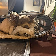 Ares a rejoint le concours — aidez-le/la à gagner de superbes lots ! animal, blanket, bottle, brown, carrier_bag, cozy, curious, dog, ears, fur, home, indoor, kitchen, pet, resting, small, soft, staircase, table, window