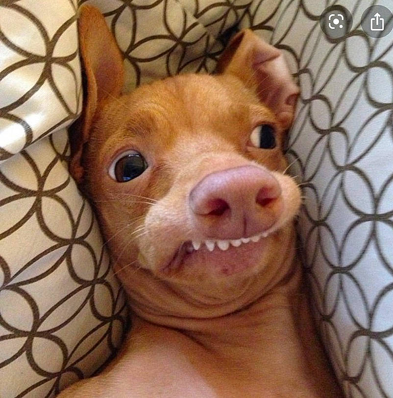 Beans joined the competition — help win amazing prizes! american_hairless_terrier, canidae, carnivore, cirneco_delletna, dog, dog_breed, ear, face, fawn, head, jaw, mammal, non_sporting_group, nose, peruvian_hairless_dog, pharaoh_hound, skin, snout, vertebrate