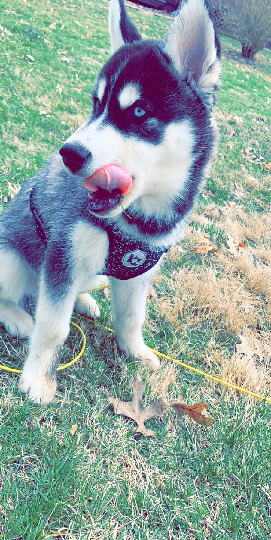 Cam joined the competition — help win amazing prizes! alaskan_klee_kai, alaskan_malamute, canadian_eskimo_dog, canidae, carnivore, dog, dog_breed, grass, labrador_husky, lapponian_herder, mammal, native_american_indian_dog, sakhalin_husky, seppala_siberian_sleddog, siberian_husky, sled_dog, snout, vertebrate, wolfdog, working_dog