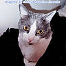 Bibiche participe au concours pour gagner de l'argent avec cette photo : cat, close_up, gray_cat, white_cat, yellow_eyes, text_overlay, digital_art, manga_style, portrait, animal, pet, feline, whiskers, pink_nose, indoor, blurred_background, face, curious, calm, edited
