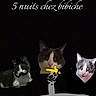 cat, collage, digital_art, text_overlay, black_background, doodles, top_hat, mustache, pointing_hand, face_cutout, humor, animal, pet, gray_cat, white_cat, edited_photo, overlay, creative, dark, portrait