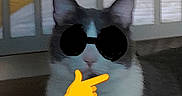 Bibiche a rejoint le concours — aidez-le/la à gagner de superbes lots ! cat, indoor, furniture, crib, bed, pet, animal, text_overlay, sunglasses_drawing, emoji, blurred, gray, white, floor, domestic, funny, humorous, pointing_emoji, background, closeup