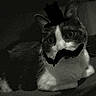 Bibiche participe au concours pour gagner de l'argent avec cette photo : cat, animal, pet, feline, dark, grainy, low_light, indoor, whiskers, fur, close_up, face, eyes, black_and_white, shadow, blur, scratches, noise, mystery, obscured