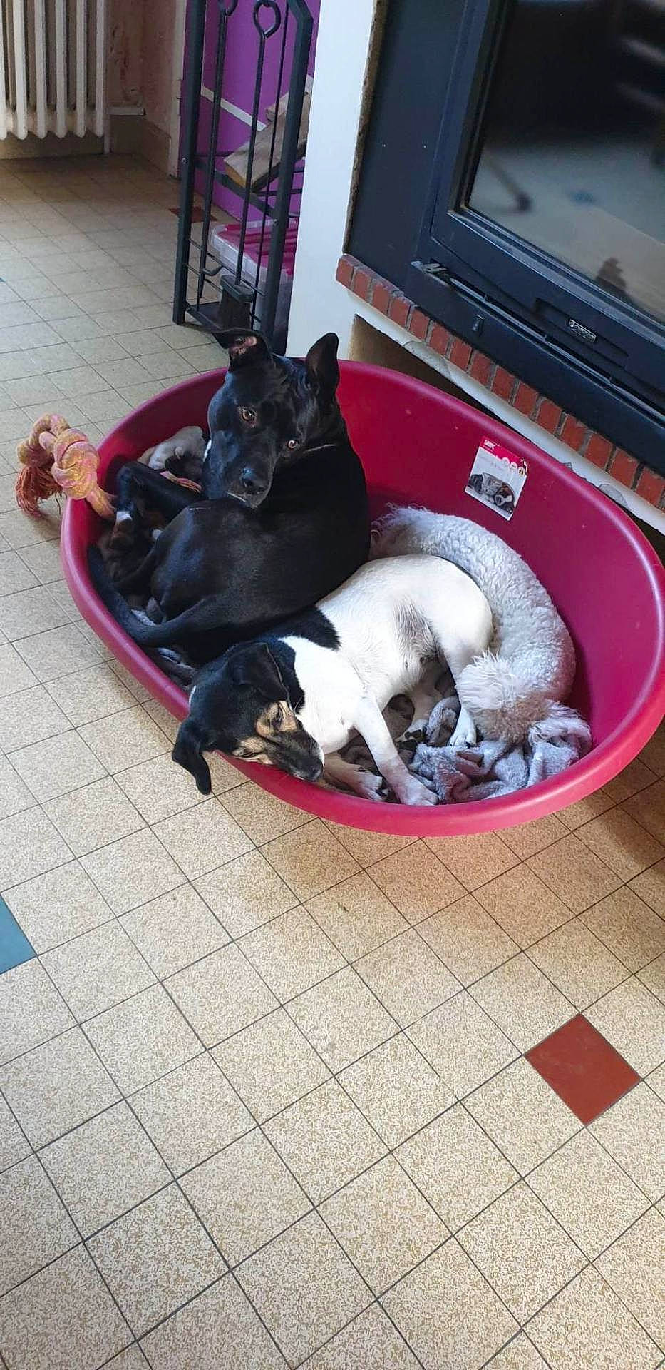 Thalys Et Son Copain Nitro a rejoint le concours — aidez-le/la à gagner de superbes lots ! animal, bostonbull, bulldog, canine, cat, dog, dogbed, frenchbulldog, husky, indoors, interiordesign, kitten, person, pet, plant, pottedplant, puppy, purple, sleeping, tile