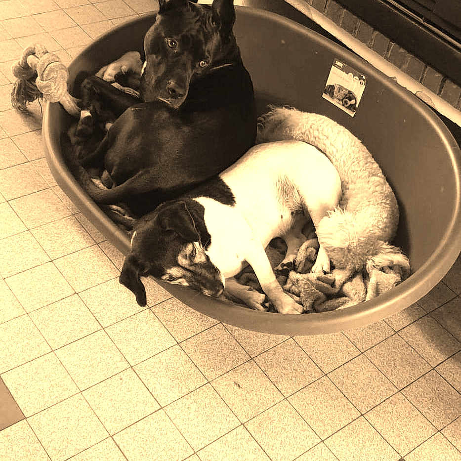 Thalys Et Son Copain Nitro