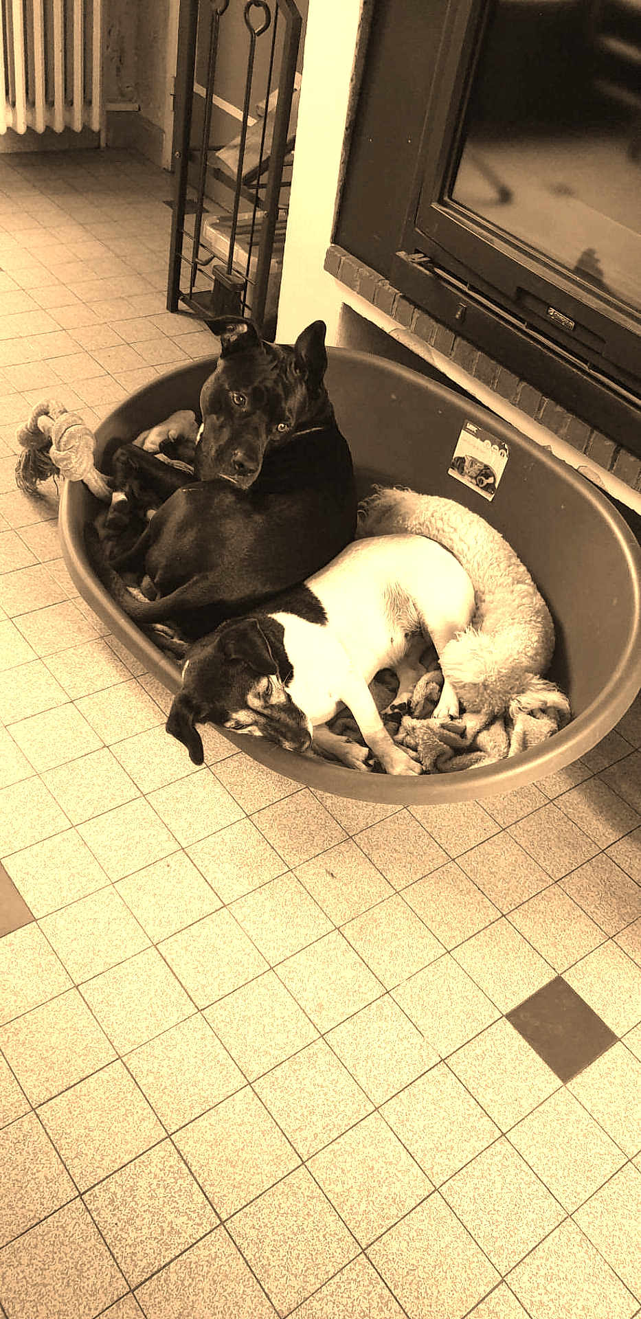 Thalys Et Son Copain Nitro