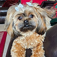 Kayla Mcclendon joined the competition — help win amazing prizes! dog, pet, bow, fur, cute, indoor, couch, leather, brown, red_pillow, home, living_room, small_dog, curious, face, ears, animal, furry, domestic_pet, relaxed