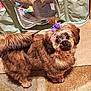 dog, pet, bow, purple_bow, carpet, indoor, small_dog, fluffy, cute, looking_up, fur, brown_fur, black_fur, storage_container, mesh, colorful, home, floor, animal, companion