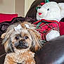 dog, small_dog, fluffy, bow, white_bow, leather_couch, teddy_bear, plush_toy, plaid_clothing, red, green, indoor, pet, cute, curious, animal, furniture, cozy, portrait, close_up