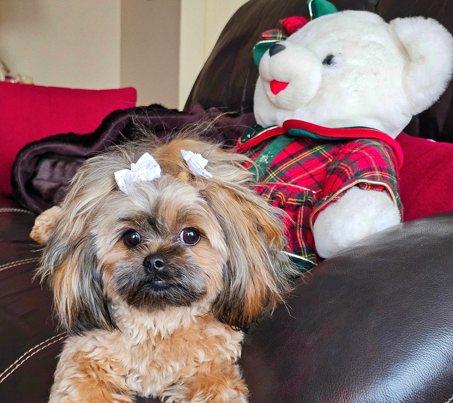 Kayla joined the competition — help win amazing prizes! dog, small_dog, fluffy, bow, white_bow, leather_couch, teddy_bear, plush_toy, plaid_clothing, red, green, indoor, pet, cute, curious, animal, furniture, cozy, portrait, close_up