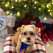 Tobi joined the competition — help win amazing prizes! dog, small_dog, plaid_cushion, blue_bandana, christmas_tree, holiday_lights, decorations, indoor, pet, fur, cute, brown_fur, black_nose, floor_tiles, festive, cozy, looking_at_camera, animal, domestic, background_blur