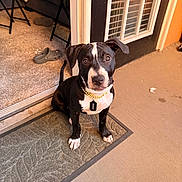 Draco is registered to the contest to win money with this photo: dog, puppy, black_and_white, sitting, doormat, door, window, indoor, outdoor, carpet, slipper, blanket, couch, table, collar, tag, pet, floor, furniture, looking_up