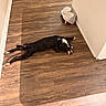 Draco is registered to the contest to win money with this photo: dog, black_dog, white_markings, wooden_floor, flooring, corner, indoor, pet, animal, relaxed, resting, water_bowl, home, interior, wall, door, baseboard, paw, looking, laying_down