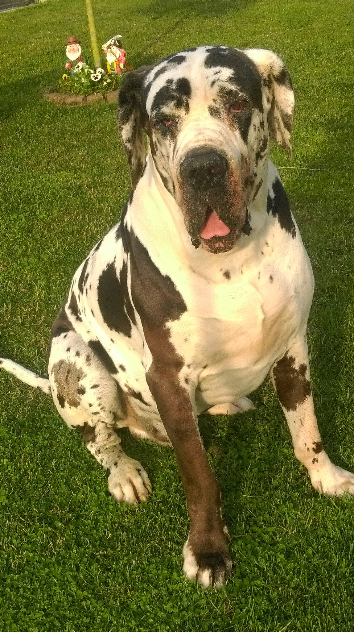 Goliath participe au concours pour gagner de l'argent avec cette photo : ancient_dog_breeds, canidae, carnivore, collar, companion_dog, dog, dog_breed, dog_collar, fawn, grass, great_dane, guard_dog, hunting_dog, metal, non_sporting_group, plant, snout, sporting_group, working_animal, working_dog