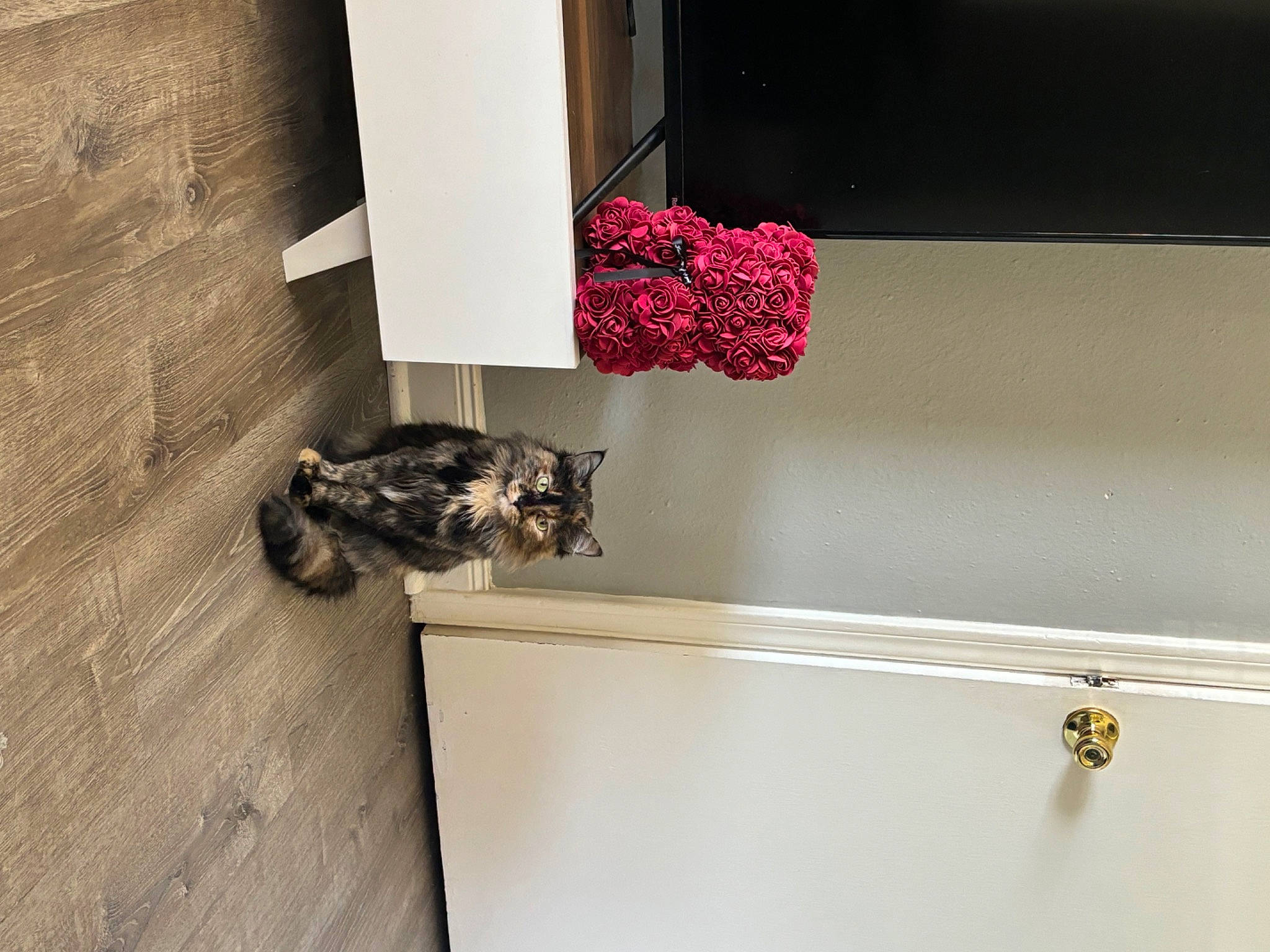 Theodore is registered to the contest to win money with this photo: bathroom, carmine, carnivore, cat, felidae, floor, flooring, fur, hardwood, magenta, pattern, plumbing_fixture, rectangle, room, small_to_medium_sized_cats, tail, tints_and_shades, window, wood, wood_flooring