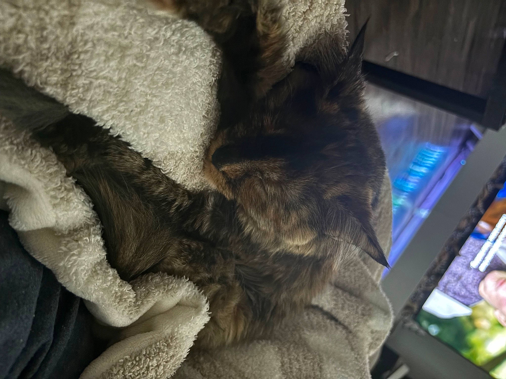 Theodore is registered to the contest to win money with this photo: canidae, carnivore, cat, claw, comfort, dog_breed, domestic_short_haired_cat, felidae, fur, fur_clothing, gesture, human_leg, nap, paw, small_to_medium_sized_cats, snout, sporting_group, tail, thigh, whiskers