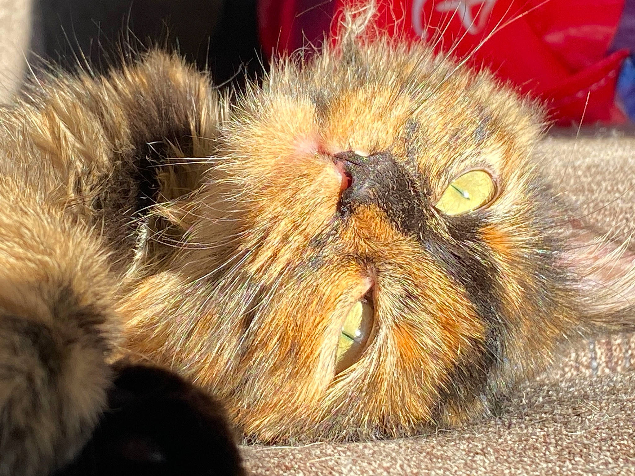 Theodore joined the competition — help win amazing prizes! fawn, felidae, fur, macro_photography, organism, paw, small_to_medium_sized_cats, snout, terrestrial_animal, whiskers, wildlife