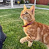 cat, orange_tabby, collar, grass, outdoor, pet, animal, side_view, curious, young_cat, backyard, sunlight, fence, patio, greenery, whiskers, ears, paw, nature, domestic_animal