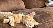 Mango joined the competition — help win amazing prizes! cat, orange_tabby, sleeping, couch, brown_couch, pillow, decorative_pillow, indoor, pet, domestic_cat, relaxation, feline, fur, whiskers, collar, nap, cozy, comfortable, home_interior, resting
