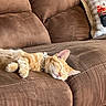 cat, orange_tabby, sleeping, couch, brown_couch, pillow, decorative_pillow, indoor, pet, domestic_cat, relaxation, feline, fur, whiskers, collar, nap, cozy, comfortable, home_interior, resting