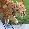 cat, ginger_cat, outdoor, animal, pet, collar, tongue_out, walking, feline, close_up, grass, curious, side_view, nature, whiskers, ears, paw, fur, daylight, concrete
