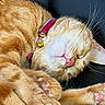 Mango joined the competition — help win amazing prizes! cat, orange_tabby, sleeping, collar, bell, whiskers, paws, fur, pet, domestic_cat, close_up, relaxed, cute, animal, mammal, indoor, leather, resting, pink_nose, soft